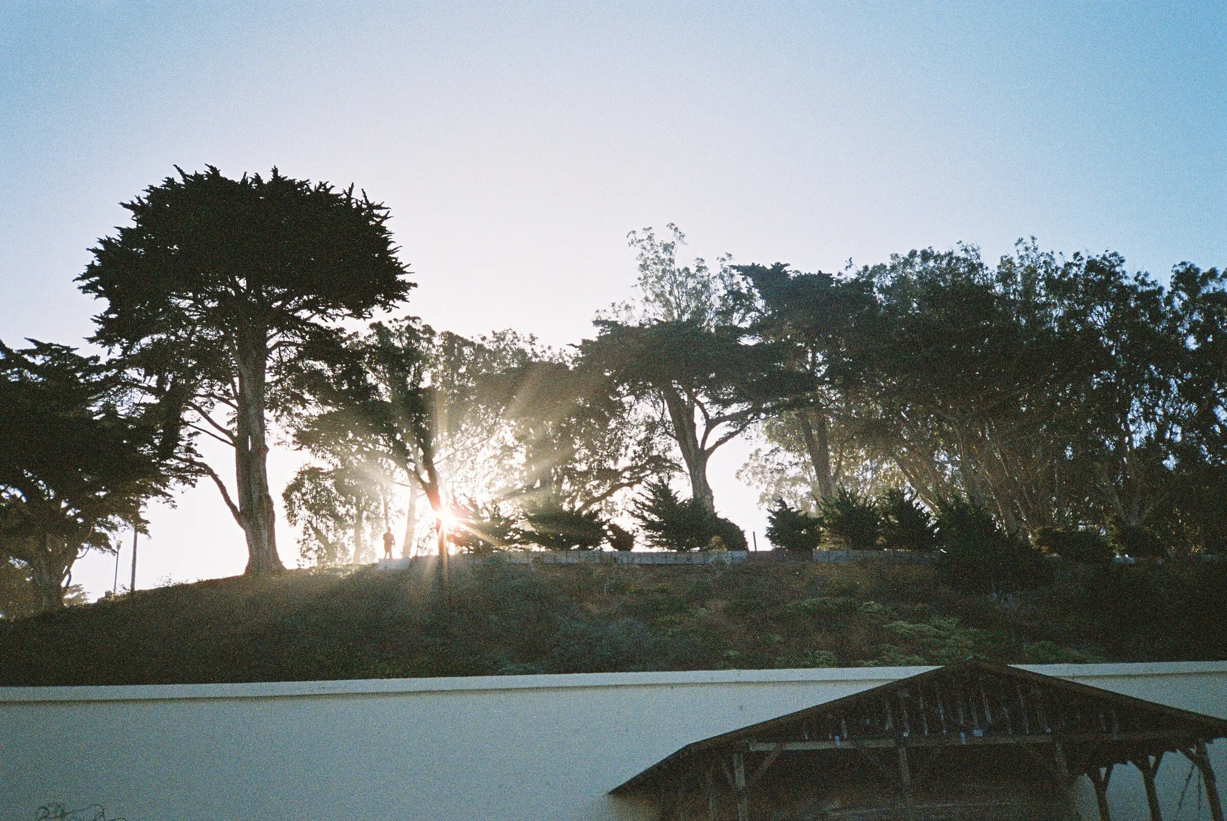 Cypress trees silhouetted against a low sun